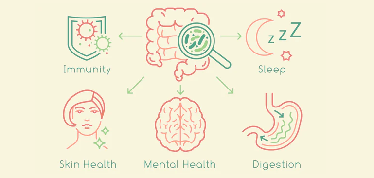 Gut Check: How Poor Gut Health Disrupts Nutrition, Digestion, and Metabolism